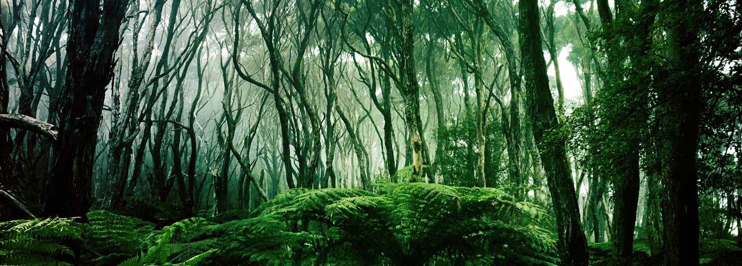 Kawau Island Trees
